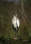Wood-Stork;Stork;one-animal;close-up;color-image;nobody;photography;day;outdoors